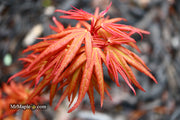 - Acer palmatum 'Mystic Mikawa' Miniature Japanese Maple - Mr Maple │ Buy Japanese Maple Trees