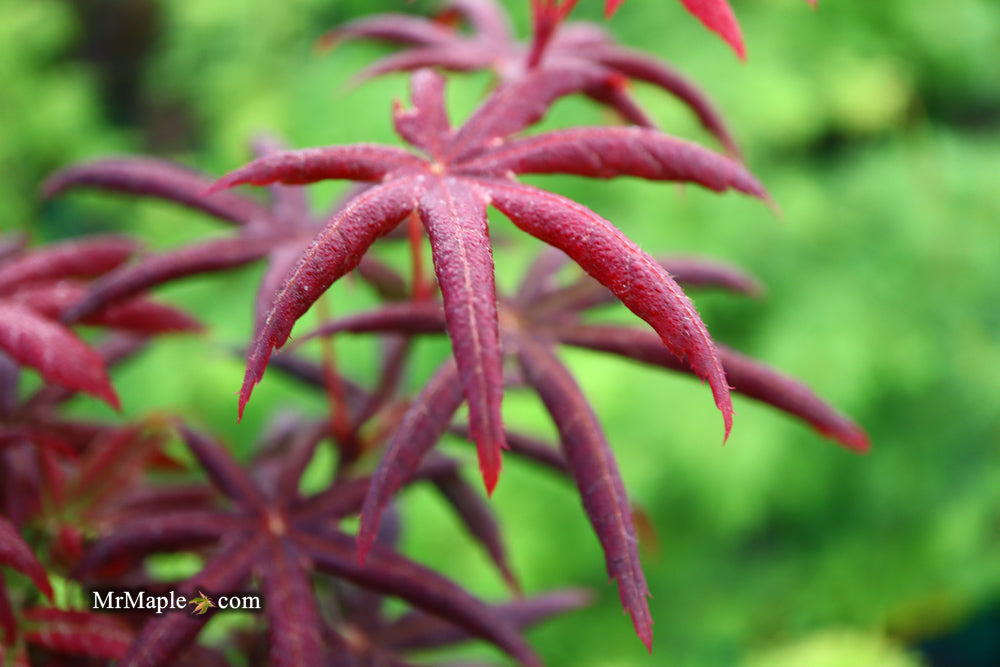 - FOR PICK UP ONLY | Acer palmatum 'Peve Starfish' Japanese Maple | DOES NOT SHIP - Mr Maple │ Buy Japanese Maple Trees