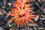 - Acer palmatum 'Mystic Mikawa' Miniature Japanese Maple - Mr Maple │ Buy Japanese Maple Trees