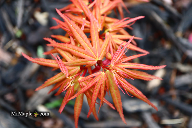 - Acer palmatum 'Mystic Mikawa' Miniature Japanese Maple - Mr Maple │ Buy Japanese Maple Trees