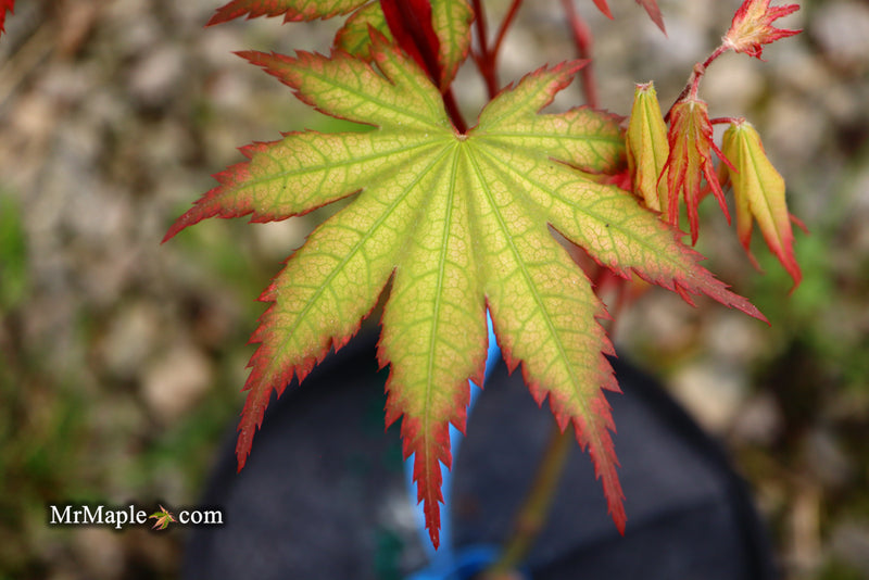 - Acer palmatum 'Firefly' Japanese Maple - Mr Maple │ Buy Japanese Maple Trees