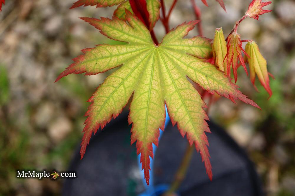 Acer palmatum 'Firefly' Japanese Maple