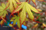 - Acer palmatum 'Firefly' Japanese Maple - Mr Maple │ Buy Japanese Maple Trees