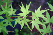 - FOR PICKUP ONLY | Acer palmatum 'Ryusen' Japanese Maple | DOES NOT SHIP - Mr Maple │ Buy Japanese Maple Trees