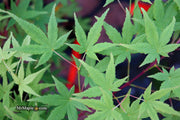 - FOR PICKUP ONLY | Acer palmatum 'Ryusen' Japanese Maple | DOES NOT SHIP - Mr Maple │ Buy Japanese Maple Trees