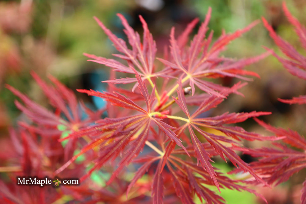 Acer palmatum 'Lady Abbess' Japanese Maple