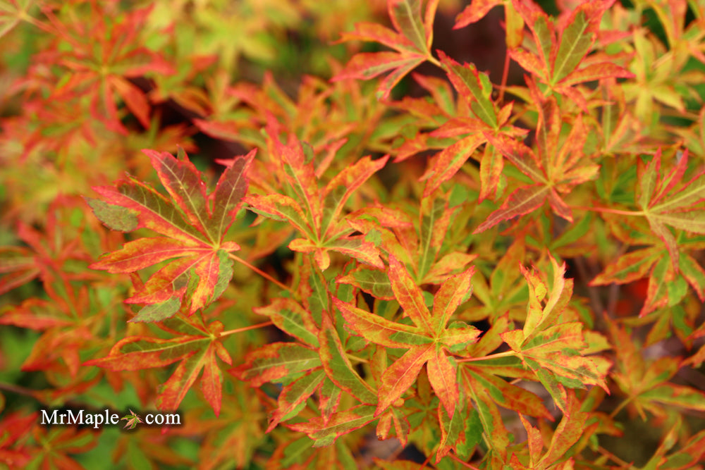 Acer palmatum 'Itami nishiki' Japanese Maple