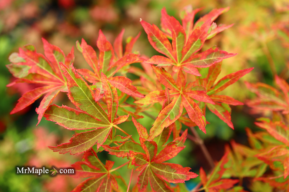 Acer palmatum 'Itami nishiki' Japanese Maple