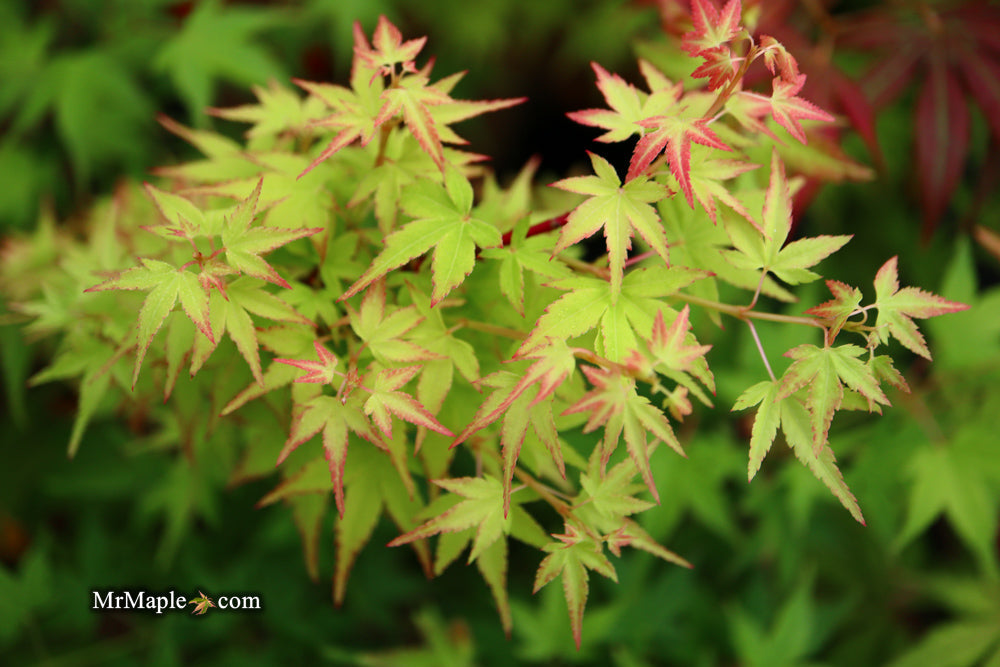 FOR PICKUP ONLY | Acer palmatum 'Saiho' Dwarf Japanese Maple | DOES NOT SHIP