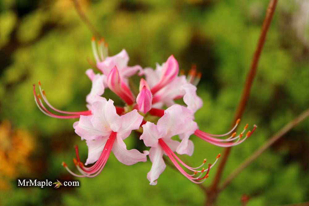 Rhododendron periclymenoides pinxterbloom Azalea Native