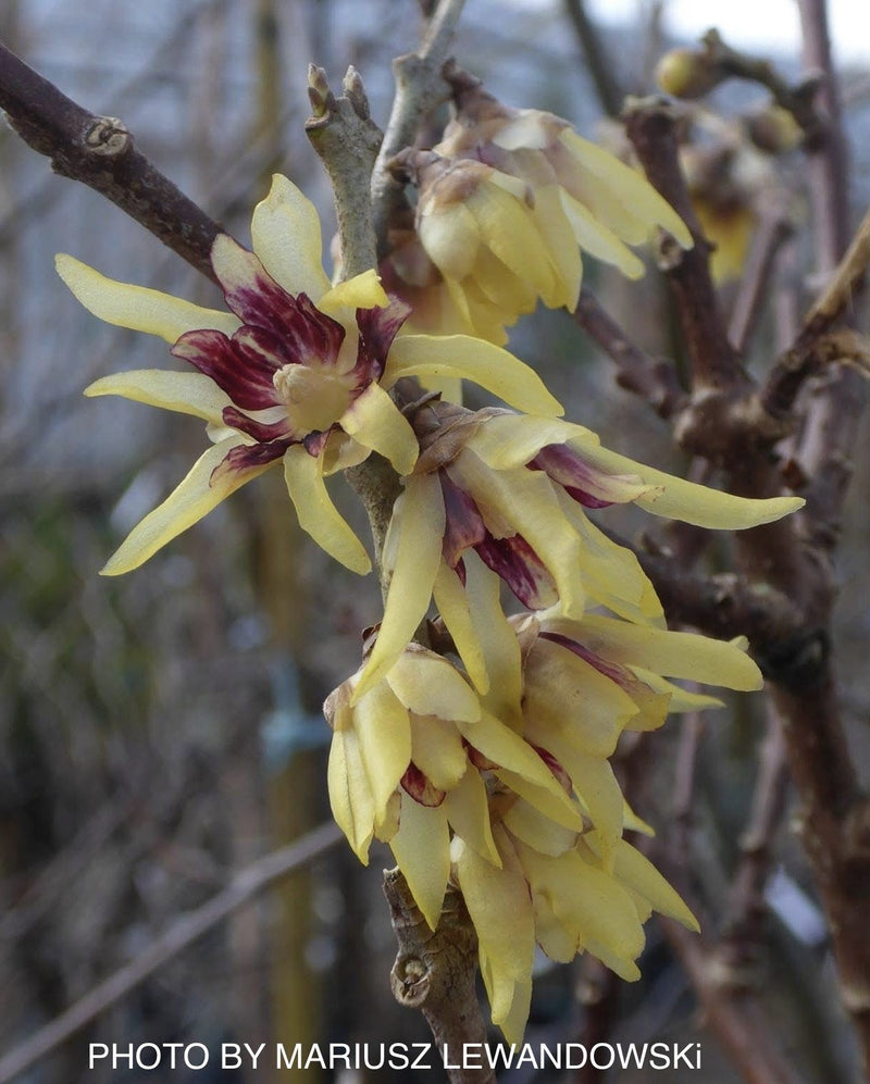 Chimonanthus praecox Fragrant Blooming Chinese Wintersweet