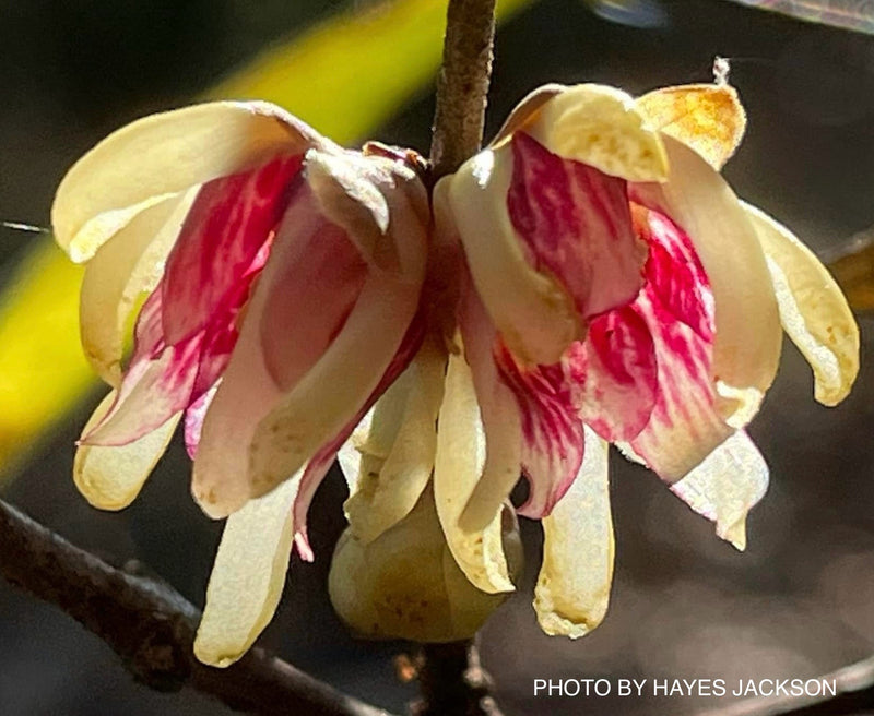 Chimonanthus praecox Fragrant Blooming Chinese Wintersweet