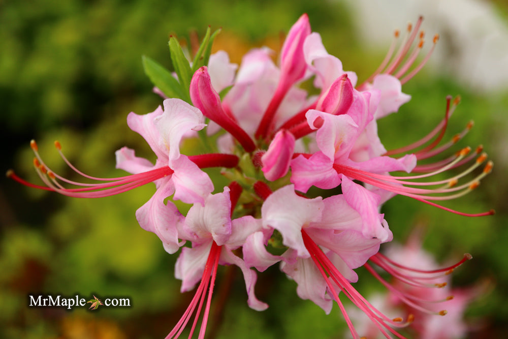 Rhododendron periclymenoides pinxterbloom Azalea Native