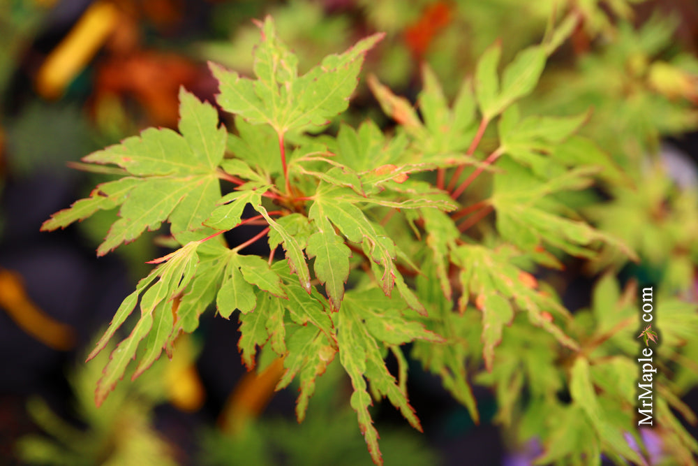 Acer palmatum 'Cloud of Dragons' Rare Japanese Maple