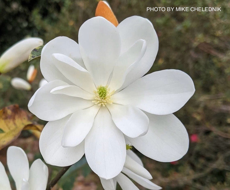Magnolia x loebneri 'Inspiration' Evergreen Magnolia Tree