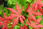 - Acer palmatum 'Celebration' Japanese Maple - Mr Maple │ Buy Japanese Maple Trees