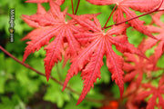 - Acer palmatum 'Celebration' Japanese Maple - Mr Maple │ Buy Japanese Maple Trees