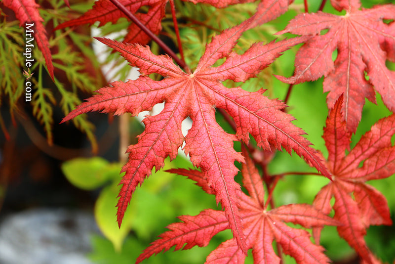 - Acer palmatum 'Celebration' Japanese Maple - Mr Maple │ Buy Japanese Maple Trees