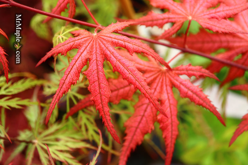 - Acer palmatum 'Celebration' Japanese Maple - Mr Maple │ Buy Japanese Maple Trees