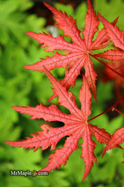 - Acer palmatum 'Celebration' Japanese Maple - Mr Maple │ Buy Japanese Maple Trees