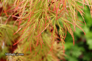 - Acer palmatum 'Baldsmith' Laceleaf Japanese Maple - Mr Maple │ Buy Japanese Maple Trees