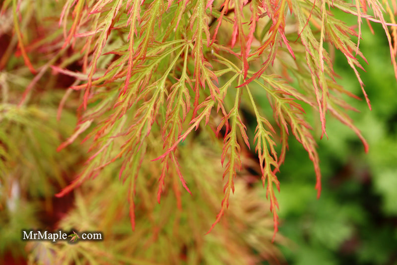 - Acer palmatum 'Baldsmith' Laceleaf Japanese Maple - Mr Maple │ Buy Japanese Maple Trees