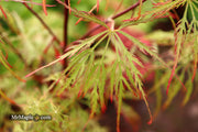 - Acer palmatum 'Baldsmith' Laceleaf Japanese Maple - Mr Maple │ Buy Japanese Maple Trees