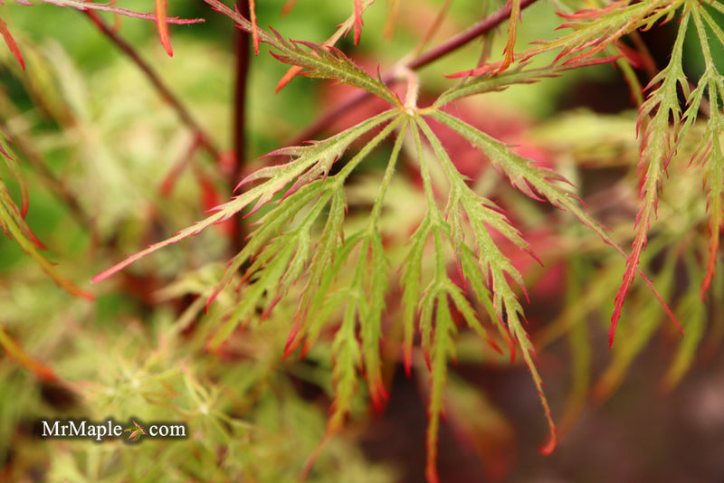 - Acer palmatum 'Baldsmith' Laceleaf Japanese Maple - Mr Maple │ Buy Japanese Maple Trees