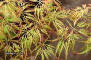 - Acer palmatum 'Baldsmith' Laceleaf Japanese Maple - Mr Maple │ Buy Japanese Maple Trees