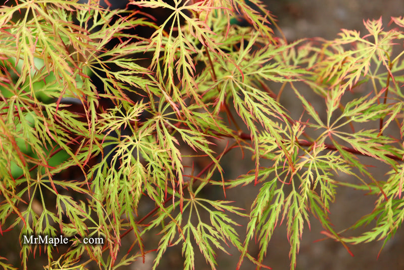 - Acer palmatum 'Baldsmith' Laceleaf Japanese Maple - Mr Maple │ Buy Japanese Maple Trees