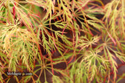 - Acer palmatum 'Baldsmith' Laceleaf Japanese Maple - Mr Maple │ Buy Japanese Maple Trees