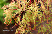 - Acer palmatum 'Baldsmith' Laceleaf Japanese Maple - Mr Maple │ Buy Japanese Maple Trees