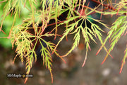 - Acer palmatum 'Baldsmith' Laceleaf Japanese Maple - Mr Maple │ Buy Japanese Maple Trees