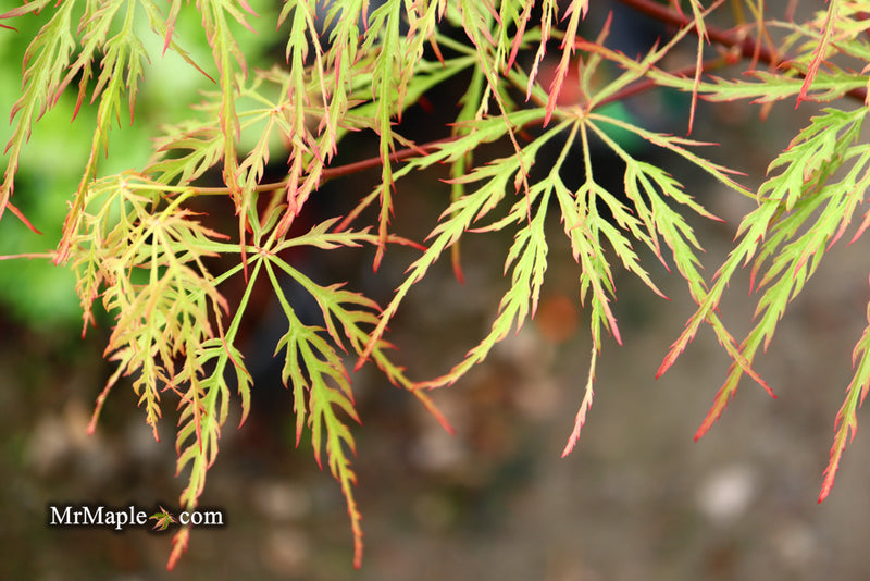 - Acer palmatum 'Baldsmith' Laceleaf Japanese Maple - Mr Maple │ Buy Japanese Maple Trees