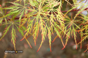 - Acer palmatum 'Baldsmith' Laceleaf Japanese Maple - Mr Maple │ Buy Japanese Maple Trees