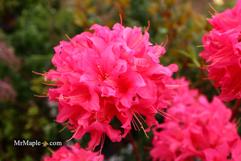 Azalea 'Rosy Lights’ Pink Flowers Deciduous Azalea