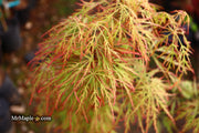 - Acer palmatum 'Baldsmith' Laceleaf Japanese Maple - Mr Maple │ Buy Japanese Maple Trees