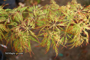 - Acer palmatum 'Baldsmith' Laceleaf Japanese Maple - Mr Maple │ Buy Japanese Maple Trees