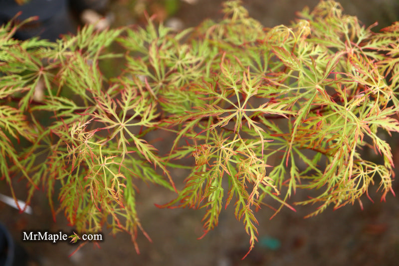 - Acer palmatum 'Baldsmith' Laceleaf Japanese Maple - Mr Maple │ Buy Japanese Maple Trees