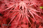 - Acer palmatum 'Red Dragon' Dwarf Japanese Maple - Mr Maple │ Buy Japanese Maple Trees