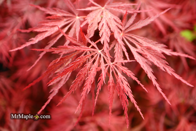- Acer palmatum 'Red Dragon' Dwarf Japanese Maple - Mr Maple │ Buy Japanese Maple Trees