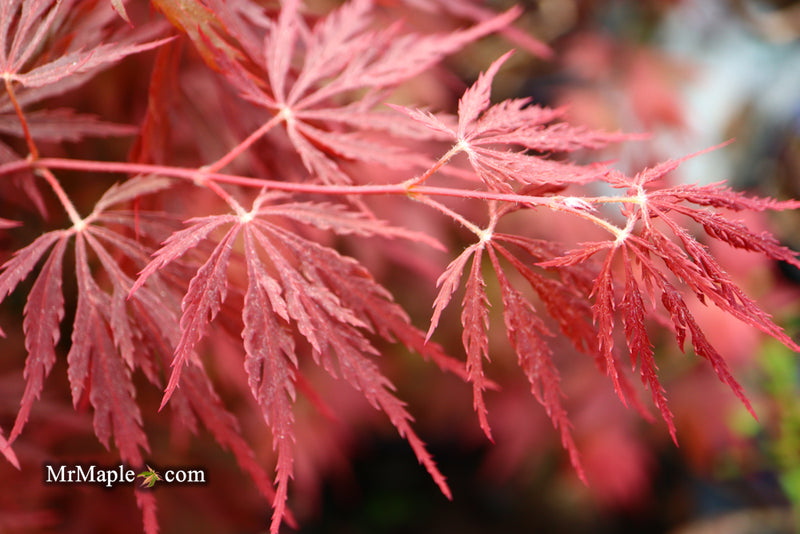- Acer palmatum 'Red Dragon' Dwarf Japanese Maple - Mr Maple │ Buy Japanese Maple Trees