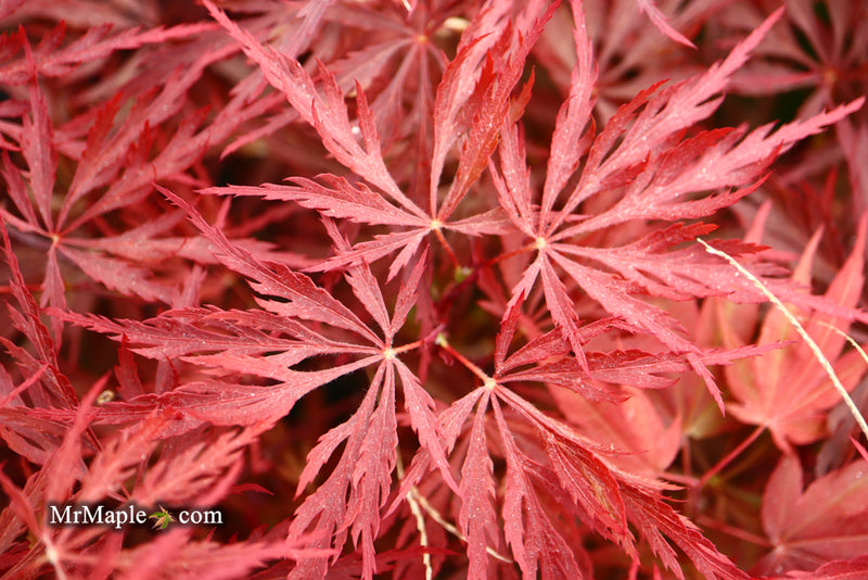 - Acer palmatum 'Red Dragon' Dwarf Japanese Maple - Mr Maple │ Buy Japanese Maple Trees