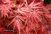 - Acer palmatum 'Red Dragon' Dwarf Japanese Maple - Mr Maple │ Buy Japanese Maple Trees