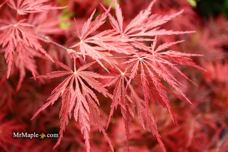 - Acer palmatum 'Red Dragon' Dwarf Japanese Maple - Mr Maple │ Buy Japanese Maple Trees