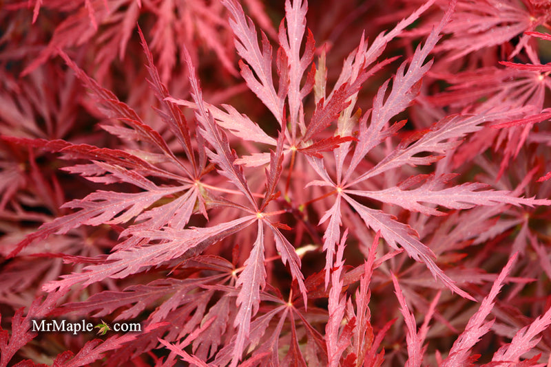 - Acer palmatum 'Red Dragon' Dwarf Japanese Maple - Mr Maple │ Buy Japanese Maple Trees