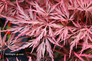 - Acer palmatum 'Red Dragon' Dwarf Japanese Maple - Mr Maple │ Buy Japanese Maple Trees