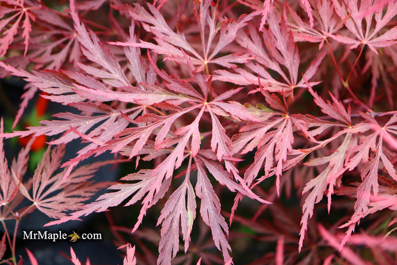 - Acer palmatum 'Red Dragon' Dwarf Japanese Maple - Mr Maple │ Buy Japanese Maple Trees