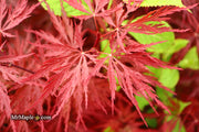 - Acer palmatum 'Red Dragon' Dwarf Japanese Maple - Mr Maple │ Buy Japanese Maple Trees