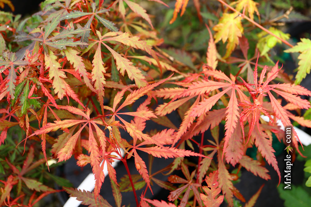 Acer palmatum 'Anna's Broom' Dwarf Red Japanese Maple Tree